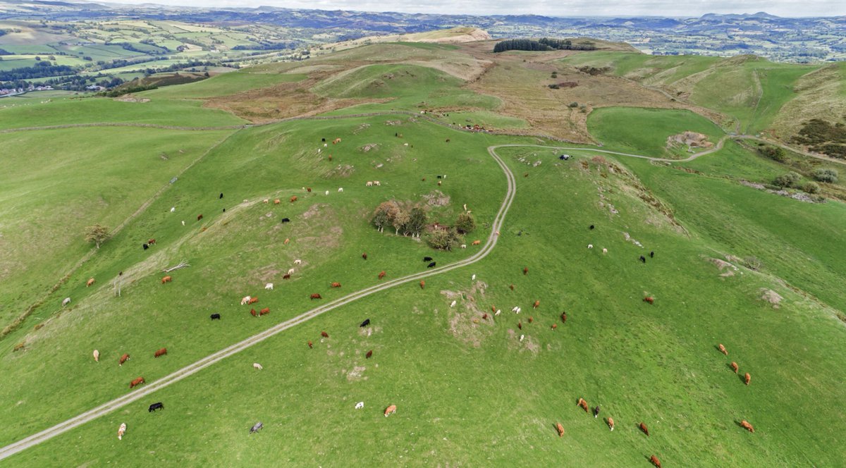 In-calf heifers and cows and calves destined for the dispersal sale on October 27th <a href="/WlsMarket/">Welshpool Market</a> in their day-to-day upland environment