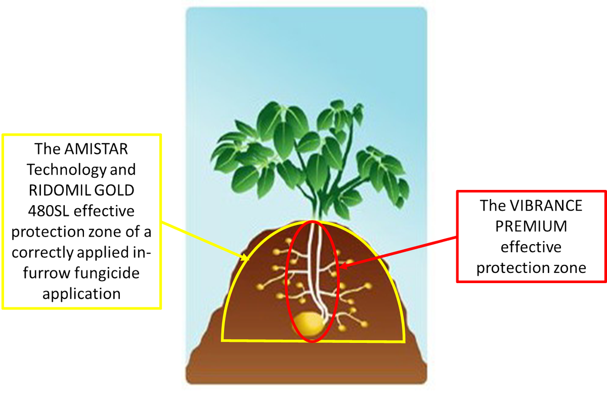 HortApplication's tweet image. When setting up potato planters you need to remember the effective treatment zones of the product you are applying. To protect the developing daughter tubers you need to put the #InFurrow #Amistar and #RidomilGold480SL fungicides around those tubers #FungicidePlacementIsKey