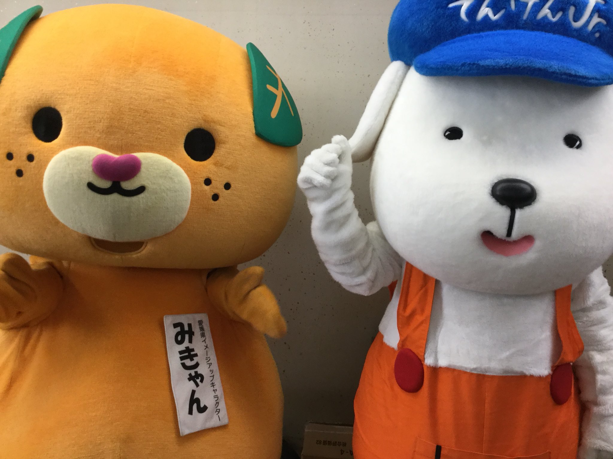 みきゃん 公式 愛媛県イメージアップキャラクター ぐっどもーにきゃん ᆺ Withてんけんくんjr みきゃんナンバー T Co K9y1jht3xd Twitter