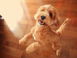 dabark11's tweet photo. How much exercise does a Cockapoo need https://t.co/WkOjyWLJGN https://t.co/PA7x7l5vT5