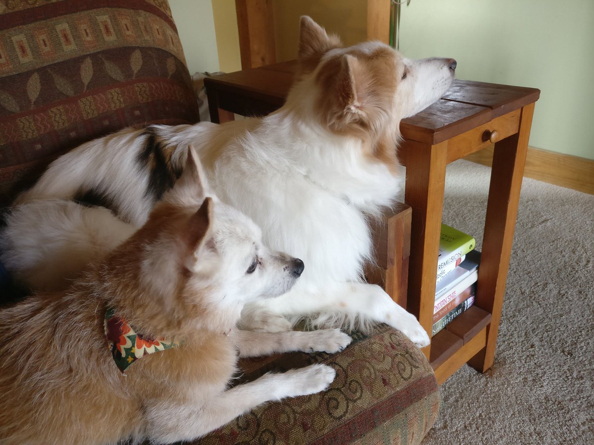 W_R_Chase's tweet photo. @kierisi @WeAreRLadies My #Rdogs Maddie (sentient marshmallow) and Ruby (lil' yapper) 🐶🐕 https://t.co/emxZUXU1Ev