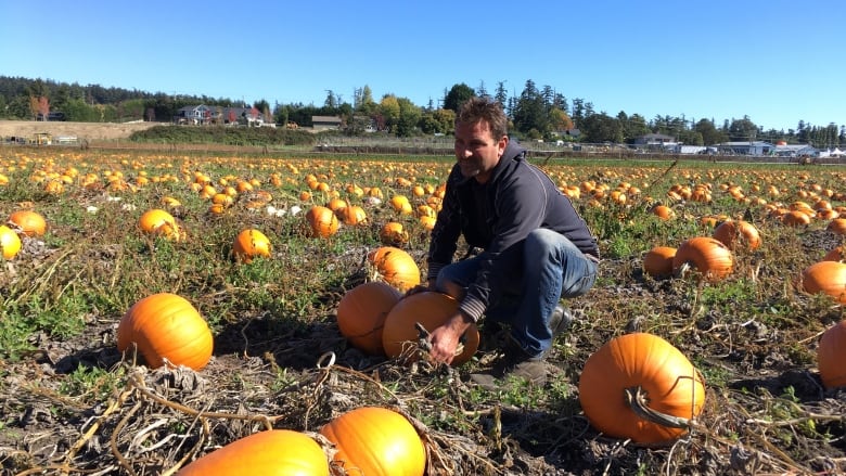 CBCNL's tweet photo. A spooky statistic: most edible pumpkins end up in the trash

https://t.co/7NUqWX9JbS https://t.co/mbqLD6vfVi