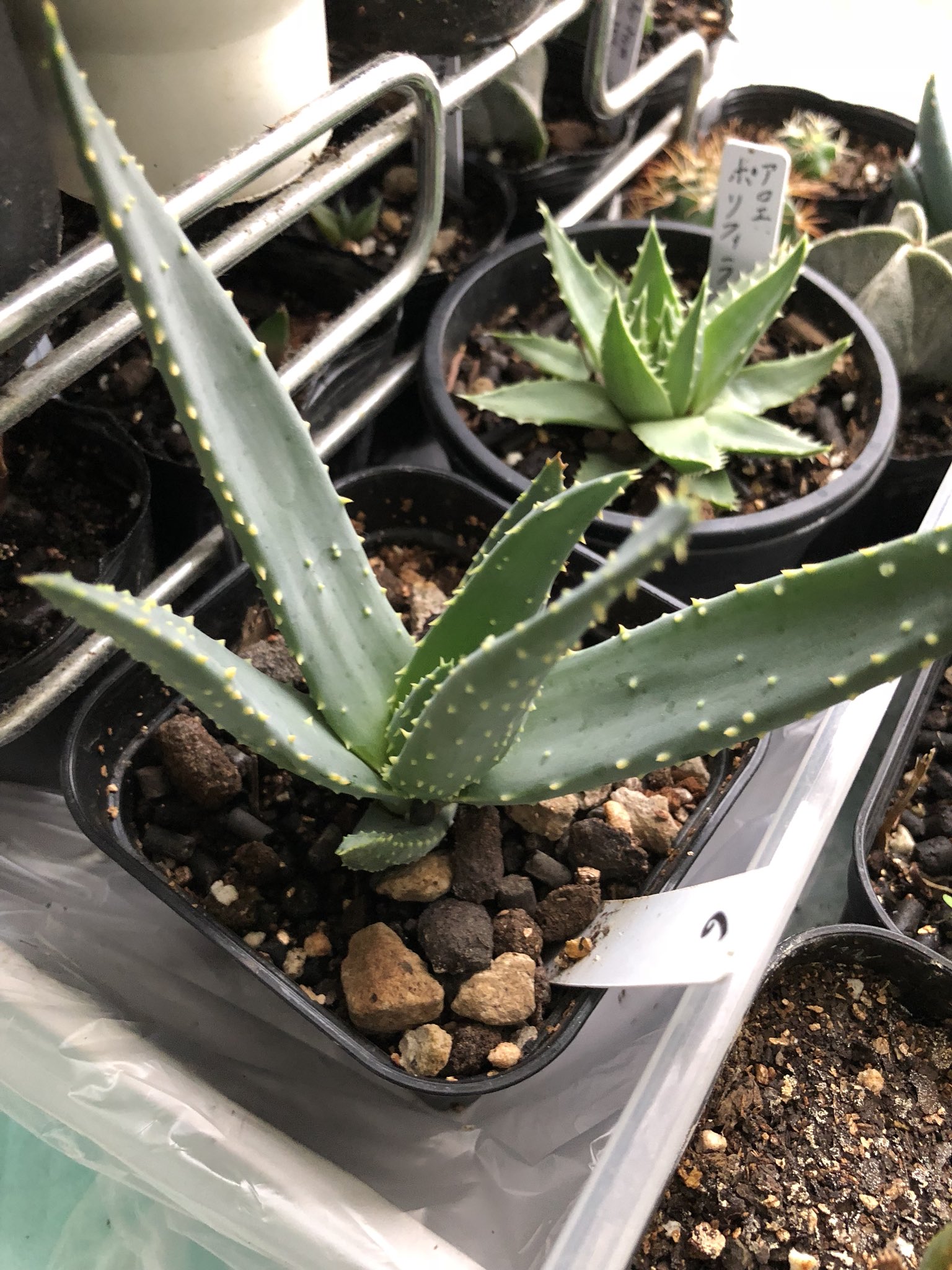 ぬる アクレアータ プリカティリス ラモシシマ ポリフィラ これ全部アロエ プリカティリス16本もあるのさすがにかさばるから減らそうか悩むけど捨てるなんてことできないくらい好き どうでもいいアロエ カスタネア 日陰に置いてしまってるし なんとかし