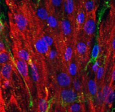 YYZscientist's tweet image. We are hiring! Looking for multiple motivated grad students (PhD preferred) to work on #vascularization, #regenmed, tissue engineering, microfluidics, disease modeling, #organonachip (pick a project – or 2!) through @ibbme_uoft or LMP @UofT   Pls RT!