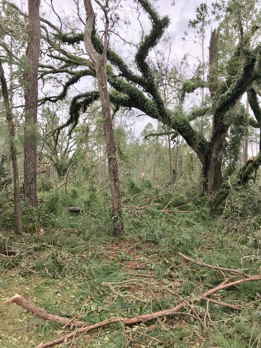 WilkinKim's tweet photo. Believe In Miracles! This is my parents yard. They didnโt lose their home or their lives... #colquittga #hurricanemichael2018 #southga #hurricane #miracles #devastation #peace #Prayformexicobeach #fortunate https://t.co/VXXMDJxCrL