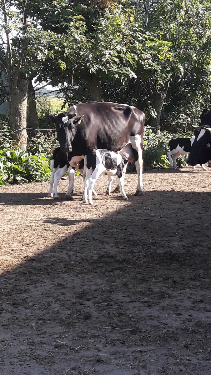 Prachtige inspectiedag voor #boer en inspecteur <a href="/skalbiocontrole/">Skal Biocontrole</a> . Volop zon en koeien lekker buiten. #biologisch