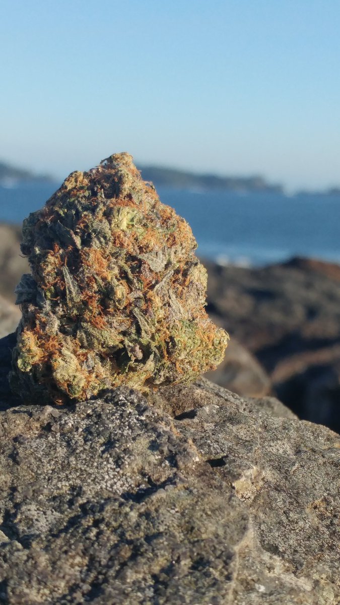 ChronicCanvas's tweet photo. Flowers on the Pacific Coast #ucluelet #lighthouseloop
This Euro Gelato is some of the best cannabis I have ever consumed. Very grateful to have friends in 'high places' 🙏
#chroniccanvas #killthestigma #plantsoverpills #britishcolumbia #canada https://t.co/rHhZygXTZb