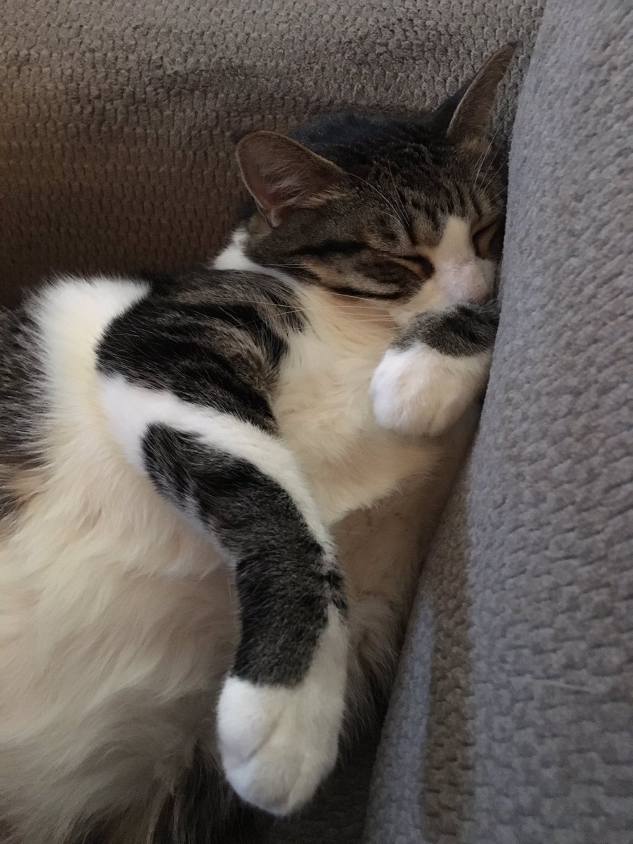 writtenShipper's tweet photo. #CattyCat seems to be trying to #dab in her sleep #CatsofTwitter https://t.co/z5RNTNr5KN
