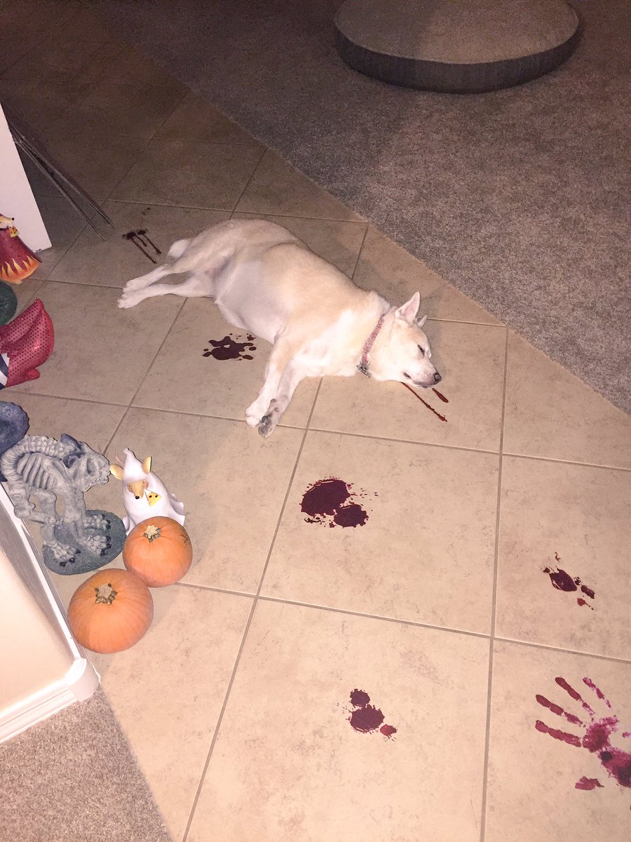 jenjeeennn's tweet image. my dog took a nap on the halloween decorations and became a halloween decoration.