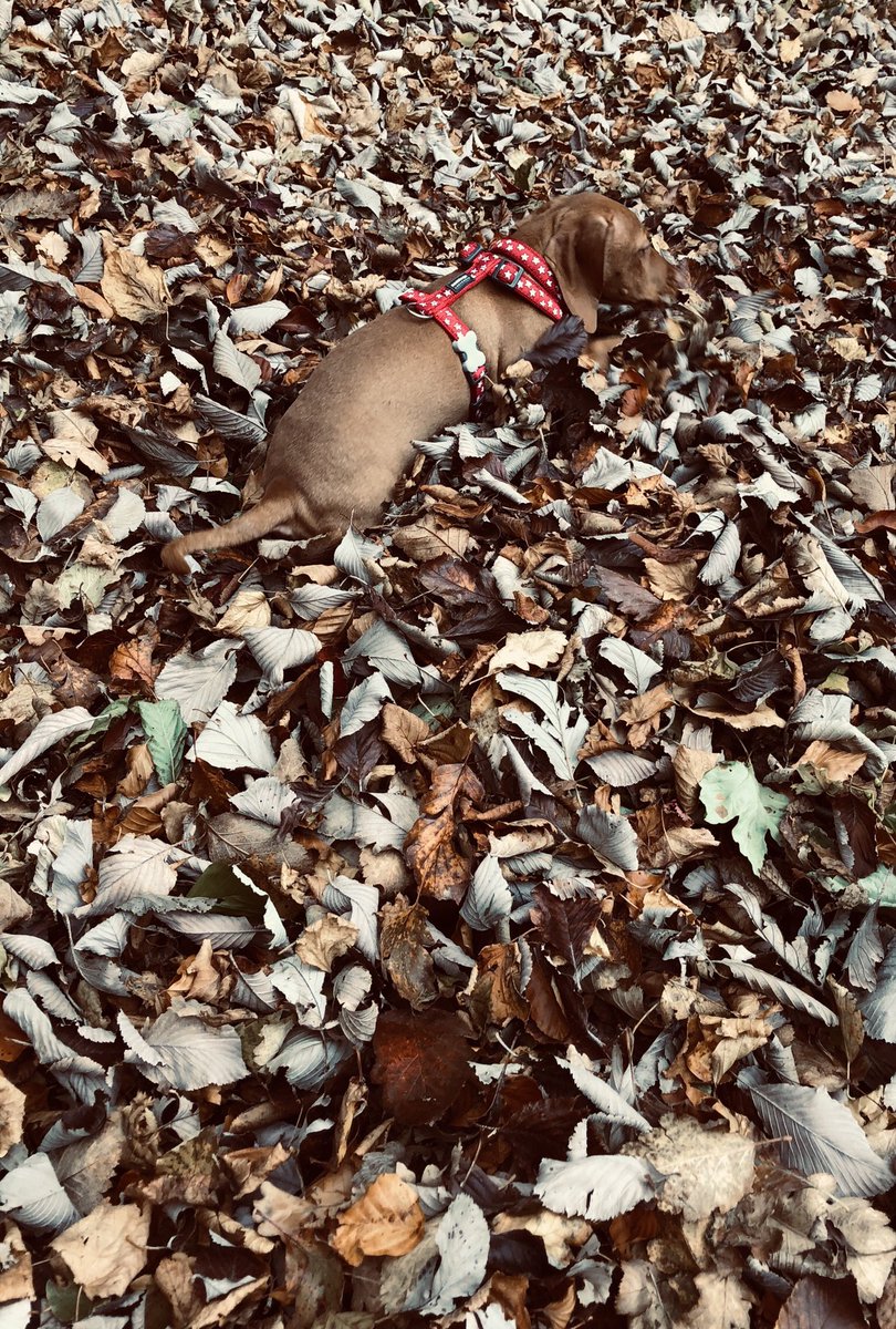 Chris_Taylor76's tweet photo. Playing in the autumn leaves. #RubyBloom having fun. #Vizsla https://t.co/XSgfnTpGnv