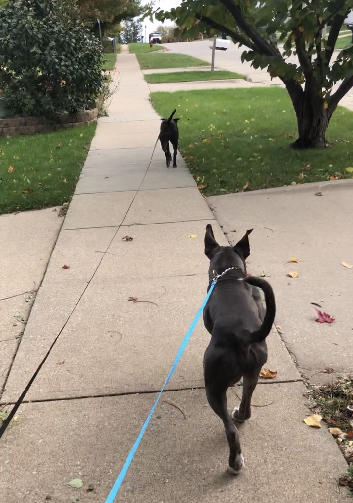 IzzythePibble's tweet photo. Pibble strollin #izzythepibble #rescueroscoe https://t.co/0qL9cBMcom