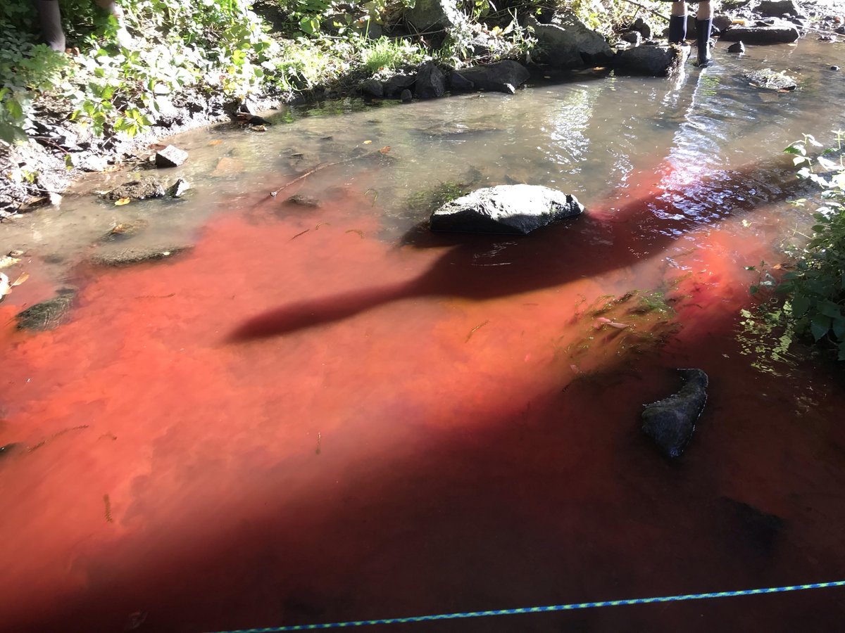 Chris11915217's tweet photo. In NR654 we released non-toxic rhodamine dye yesterday in College Brook (under the MUB) to study the properties of advection and diffusion. During set up for this recitation, I found a medium-sized American eel in the stream. Wonder what it thought of the pink water! #AquaEco2018 https://t.co/wN3NLVT7hj