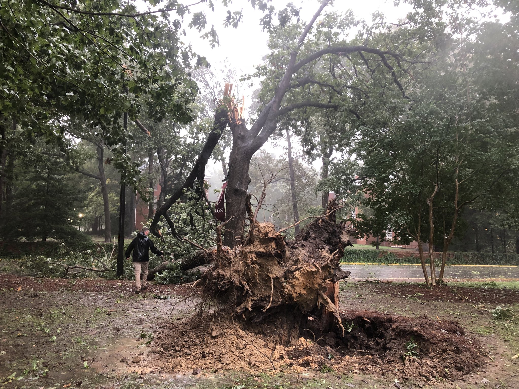 Elon University on Twitter "Two oak trees have come down across