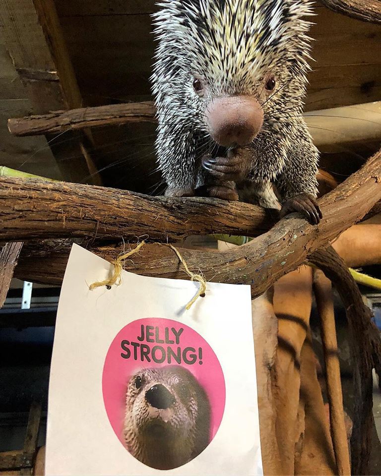 LIaquarium's tweet photo. Alex the Porcupine is all set for our Jelly Strong Think Pink weekend! Wear pink this weekend on 10/13 or 10/14 and get 20% off admission! While you’re here, donate to the North Fork Breast Health Coalition and get a #JellyStrong button or keychain 💕💪💕 https://t.co/KLhxwZGi23