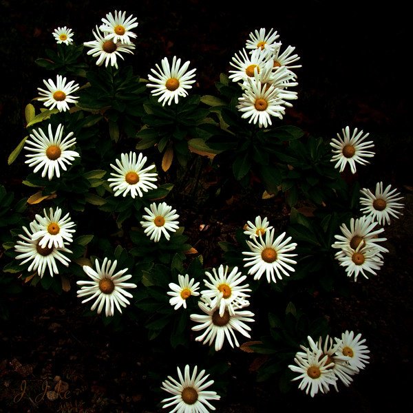 JJakePhotograph's tweet photo. Did you know? Daisies symbolize innocence and purity. #daisy #photoart #nature https://t.co/uoThQ1nwPN