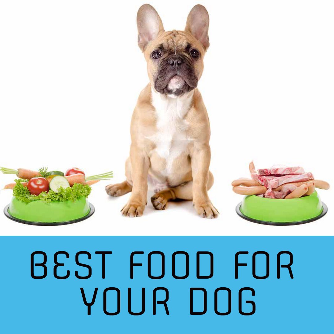DogsZoom's tweet image. dogszoom.com/best-food-for-…
In this article I will talk about best food for your dog. This segment is for dog owners who wish to feed the absolute best to their furry friends. Do you want to know the trick for picking the best dog food for your pet? 
#dog #dogs #puppy #dogfood