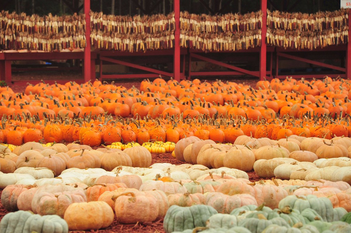 VisitDville's tweet photo. If you like options while pumpkin shopping, visit Burt’s Pumpkin Farm... They have a few! #Dawsonville #pumpkins https://t.co/EFX4gBNQN9