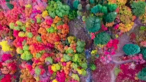 AlpineInterface's tweet image. This is plain gorgeous. Our colours in the #canadianrockies are already covered by snow! ow.ly/pECk30m9uxn