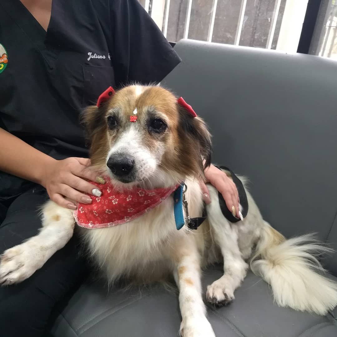 Les vamos a contar la historia de Muñeca, ella vive en la cancha de baseball de Miraflores desde hace 14 años aproximadamente, una voluntaria de la fundación se encarga de sus cuidados y además de que este sana.
El día de hoy la llevamos para baño y revisión médica!