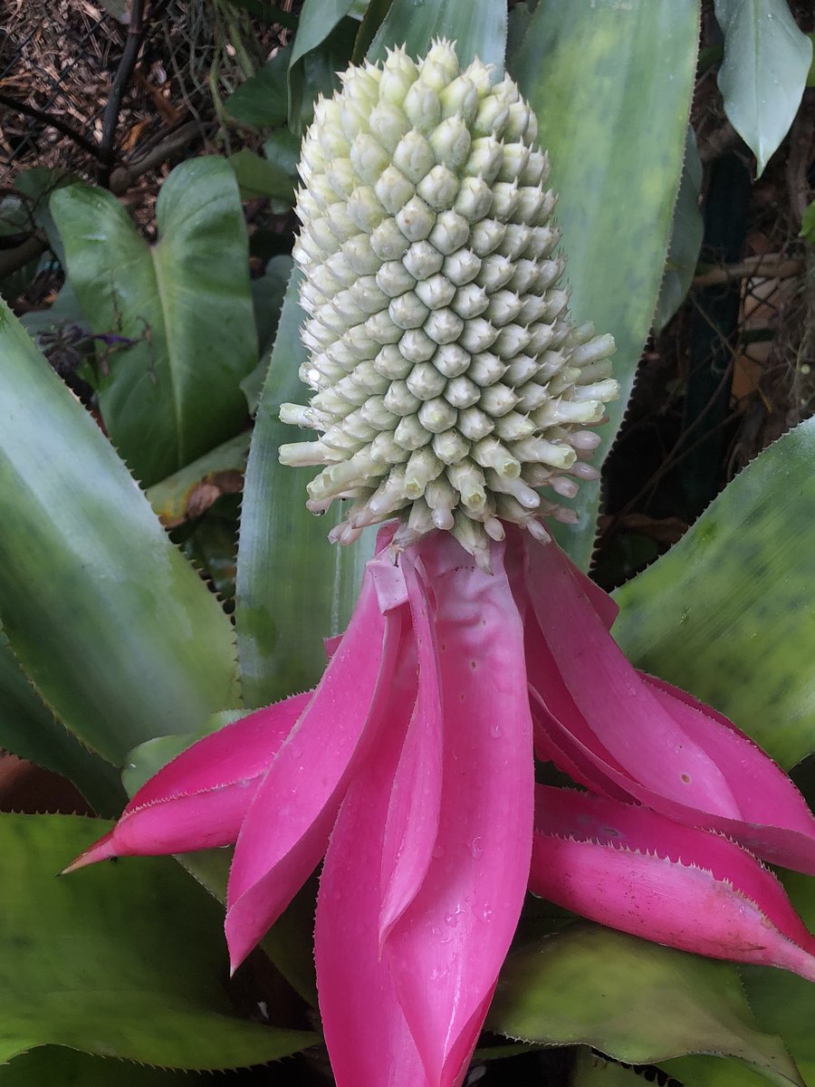 MichaelBenedito's tweet photo. Aechmea mariae-reginae, a stunning bromeliad from Central America. It’s the only dioecious member of the genus. I’ve seen it used as a sceptre during religious ceremonies in Costa Rica. The plant in the photographs is a female and took eight years to bloom from a small pup. https://t.co/Xh2lC1Rt4D