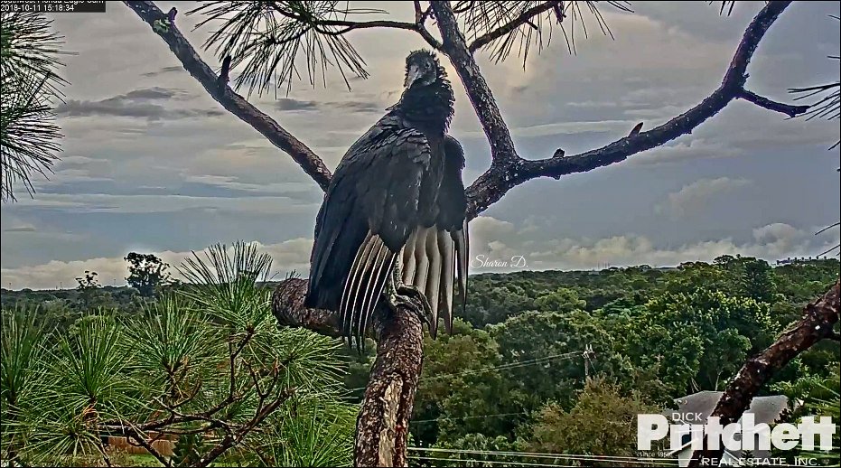 eaglespirit77's tweet photo. @SWFLEagleCAM A gorgeous Black Vulture visits the nest tree 💞 10.11.18 https://t.co/ooRZ5GrDsV