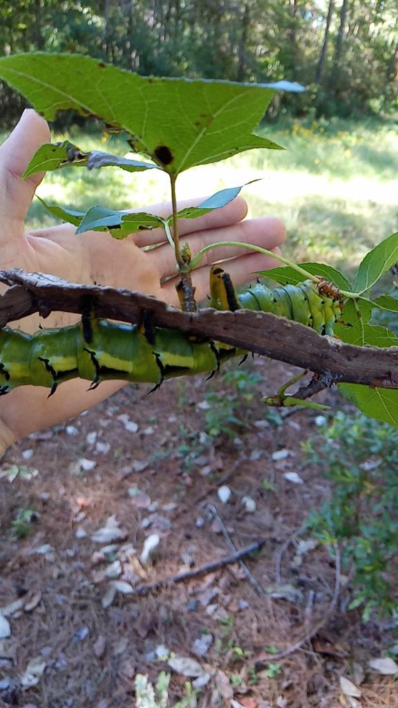 crking92's tweet photo. Hickory horned devil https://t.co/iLzm1k6lgu