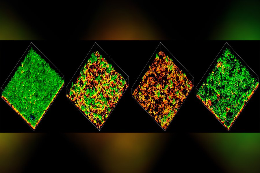 RT <a href="/cmuscience/">CMU Mellon College of Science</a>: What does pneumococcus say to make you sick? <a href="/CMU_Bio/">CMU Biological Sciences</a>'s <a href="/LuHiller/">Luisa Hiller 🇧🇷🇺🇸</a> and <a href="/suryad26/">Surya Dev Aggarwal</a> discover new word in pneumo's molecular dictionary: bit.ly/2NDVvIt <a href="/PLOSPathogens/">PLOS Pathogens</a>