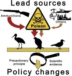 Jean Paul Metzger 🚴🏻♂️ (@jp_metzger) on Twitter photo A review of lead contamination in South American birds <a href="/PerspectEcolCon/">Pecon_elsevier</a> - sciencedirect.com/science/articl… A review of lead contamination in South American birds <a href="/PerspectEcolCon/">Pecon_elsevier</a> - sciencedirect.com/science/articl…