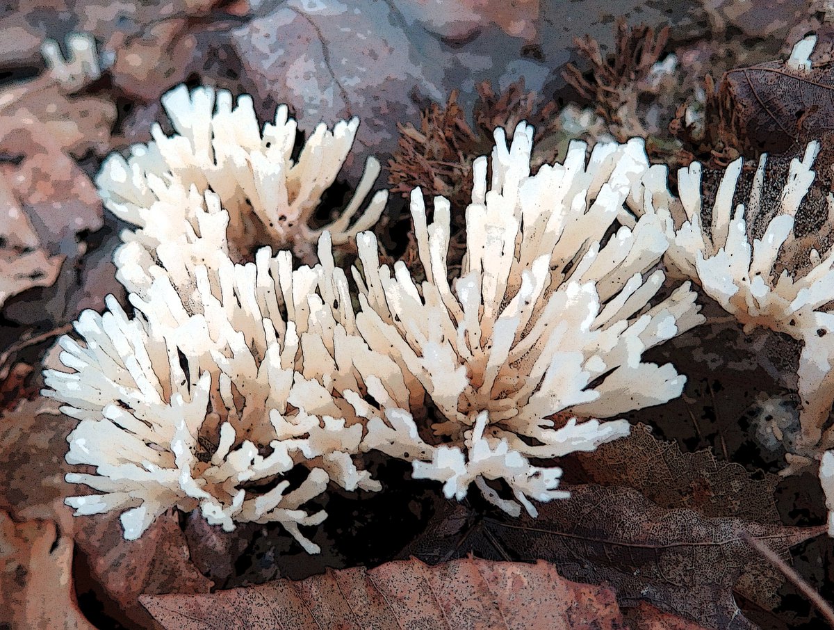 A gorgeous eastern Canada dweller: the coral-like rubbery-gelatinous basidiomycete Tremellodendron cf. pallidum (Sebacinaceae), assumed saprophytic but now confirmed ectomycorrhizal! Very classy!🧐