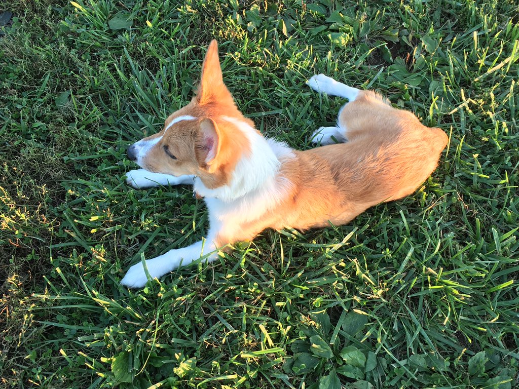 skinny corgi