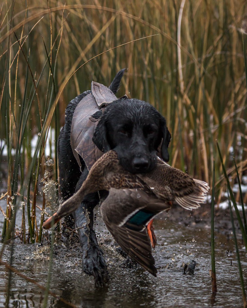 MCTProductions_'s tweet image. Got to love a hard working dog!

@FNSProducts 

#dog #dogsoftwitter #hunting #duck #canada