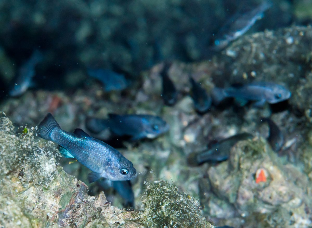 Wildlife biologists have good news to report about one of the world’s rarest fishes. Scientists counted 187 Devils Hole pupfish, which is the most they’ve observed in fifteen years! nps.gov/deva/learn/new…