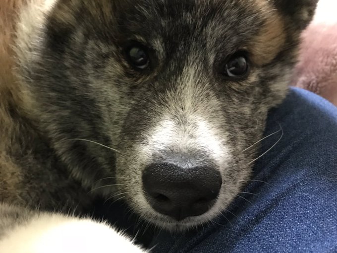 秋田犬のtwitterイラスト検索結果