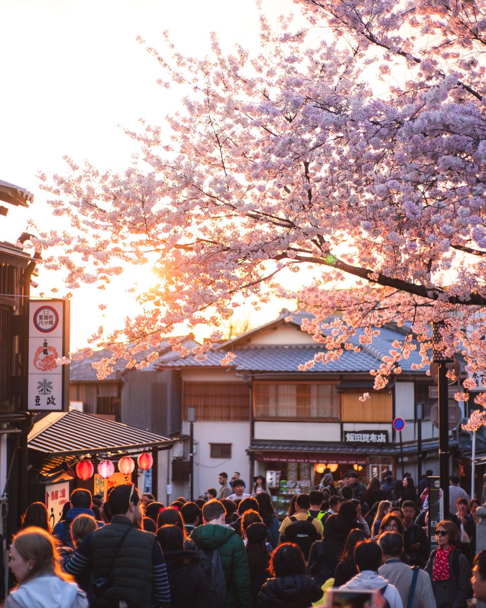 xFuzz__'s tweet photo. Primavera en Kyoto, Japón 🌸 https://t.co/Mbuckr2bJA