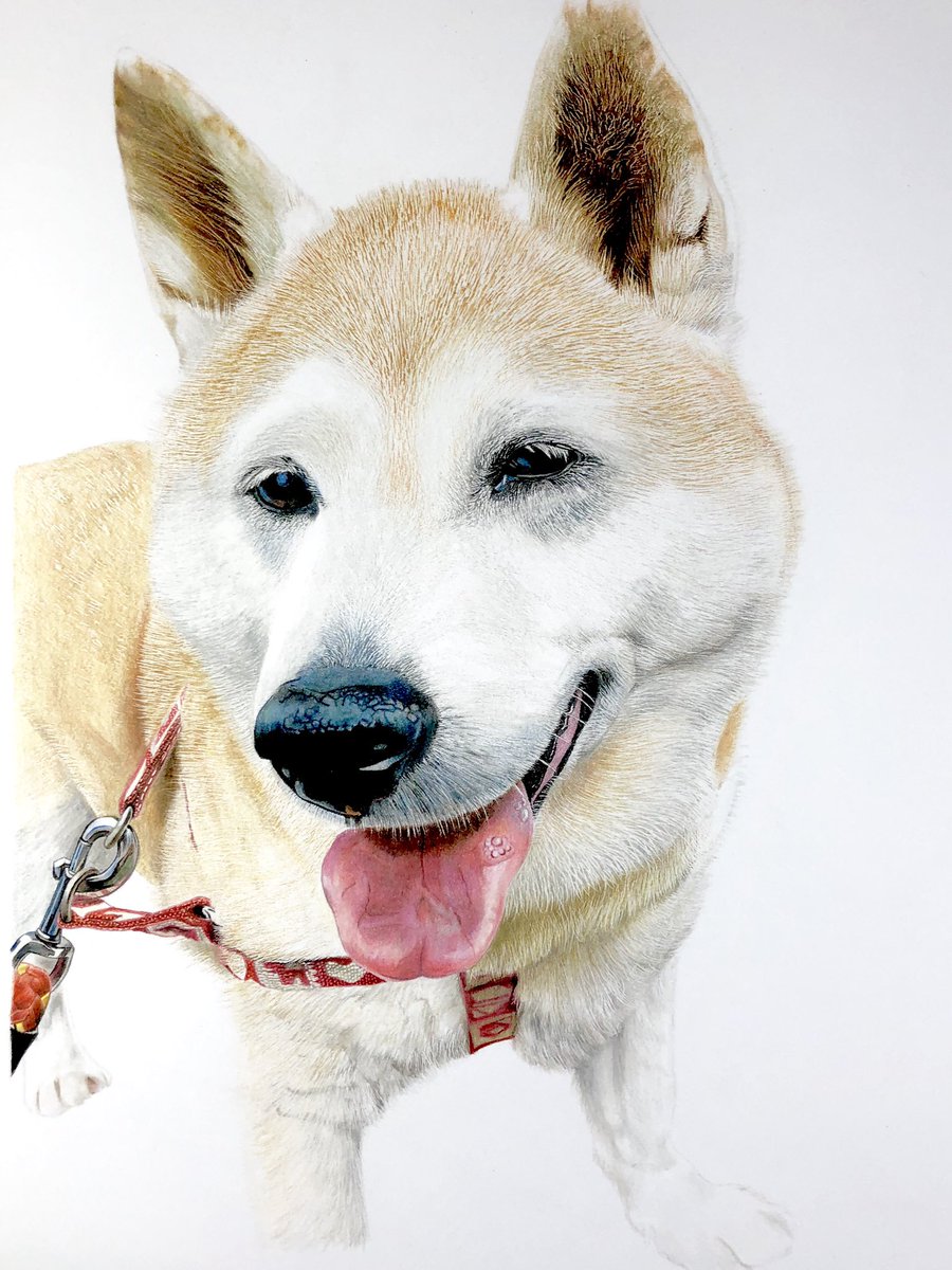 松田辰也 柴犬のミズキ ハナ 首輪やハーネス リードなどは飼い主さんの思い入れのある場合があるので手は抜かないように布 革 ナイロンなどテクスチャ 表現は忠実に 共にa4サイズの色鉛筆画 色鉛筆画 柴犬 動物はありのままで美しい 松田辰也 柴犬のミズキ ハナ 首輪やハーネス リードなどは飼い主さんの思い入れのある場合があるので手は抜かないように布 革 ナイロンなどテクスチャ 表現は忠実に 共にa4サイズの色鉛筆画 色鉛筆画 柴犬 動物はありのままで美しい