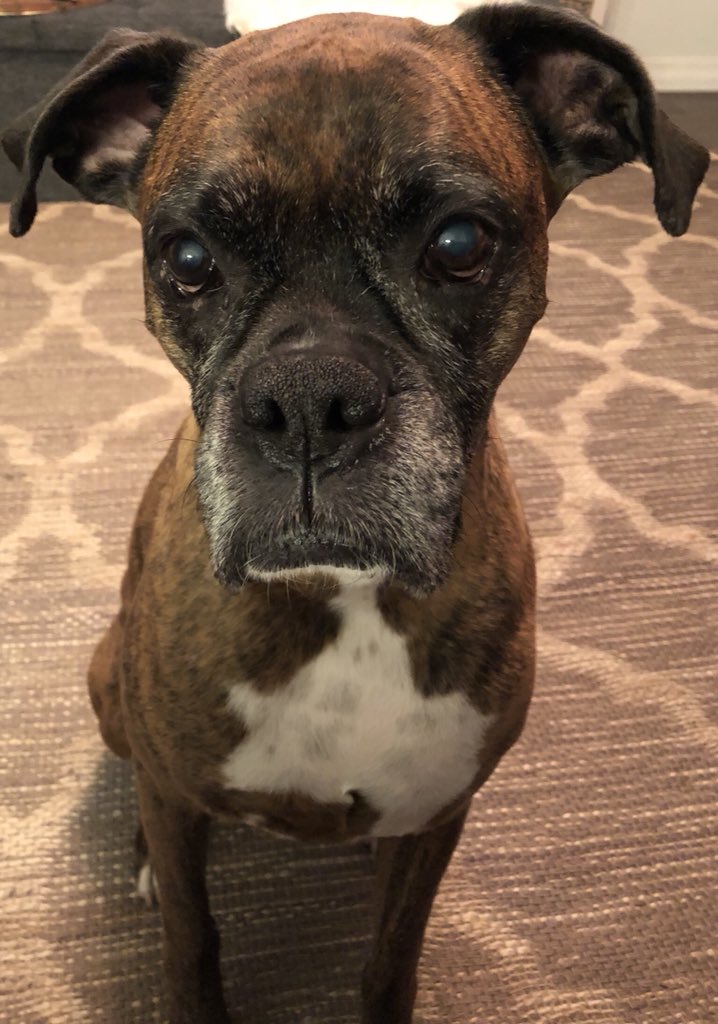 JenniJWier's tweet photo. @PascoSheriff My grumpy old man dog Rocky https://t.co/IaIknjoJdN
