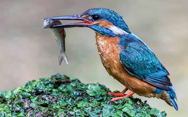 naonao shakura🌸🌸🌸 tweet media