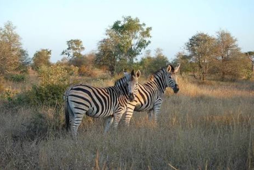 Lilly46504391's tweet photo. #TourCampaignSA
#ENG2604 
Great holiday for the whole family &amp; friends at Kruger National Park. Africa's largest game reserve with high density of wild animals including the Big 5, 100 of Mammals, bird species,mountain, Bush plains &amp;tropical forests are all part of the landscape. https://t.co/5RJATcDypX