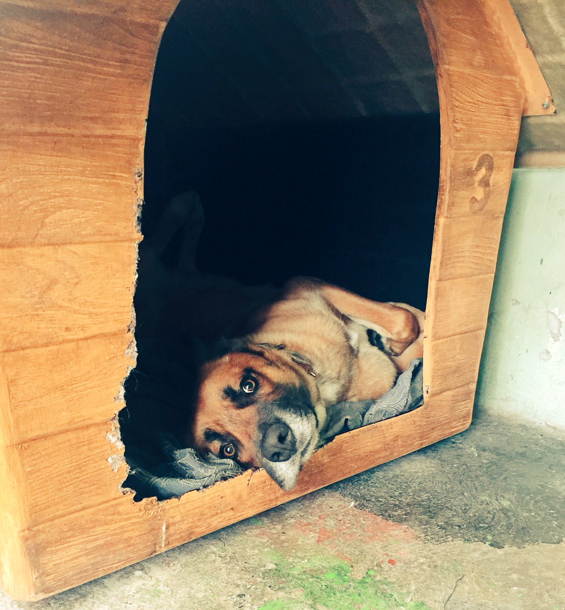 hfcm23's tweet photo. Así, Toby descansando #EsaEsVida #Perrito #Mascota 🐶 https://t.co/mdo3e2p1tk