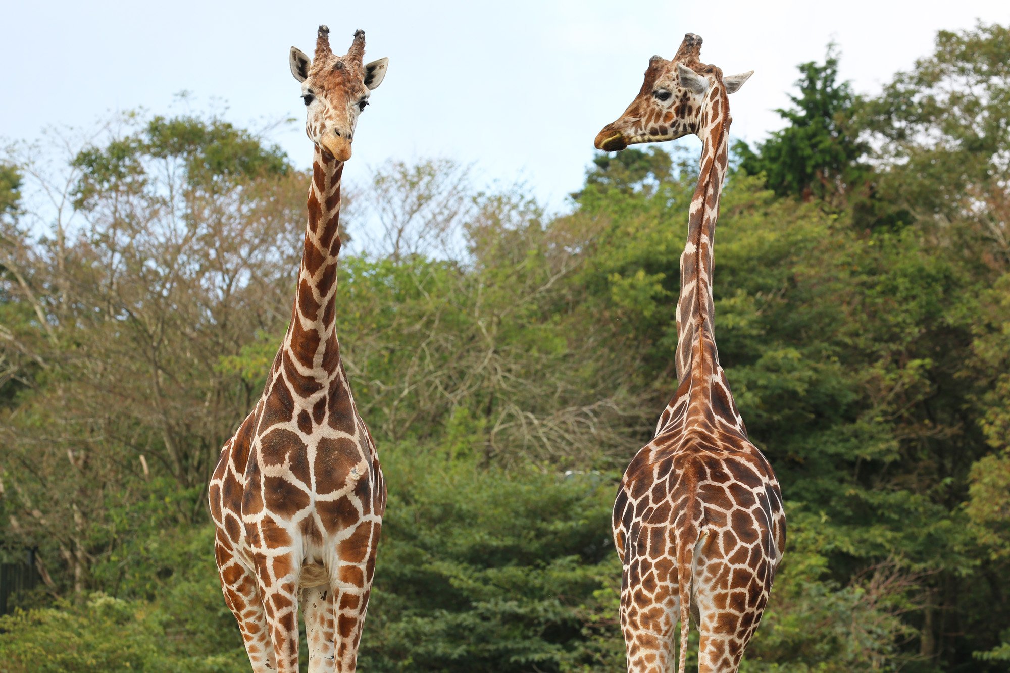 Uzivatel 富士サファリパーク公式 Na Twitteru 草食ゾーン内を歩く2頭のキリン すれ違いざまに スッと振り返る オス同士 相手が気になるみたい ﾟ ﾟ 好きという気持ちではありません 成熟したオス同士はネッキングという力くらべをします 富士