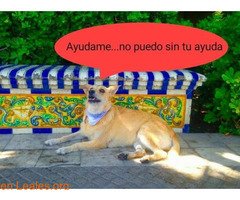 lealesorg's tweet photo. » Tuit ❤️:
LibreDiario digital, en su compromiso con el bienestar animal y su tenencia responsable, se ha adherido a la Red Canaria de Animales sin Hogar, de https://t.co/DURkqMcgZ0. https://t.co/JHtL3z40uT
— Libre Diario Digital (digital_libre) October 11, 2018
─
#Difun… https://t.co/lRP6KefaTv