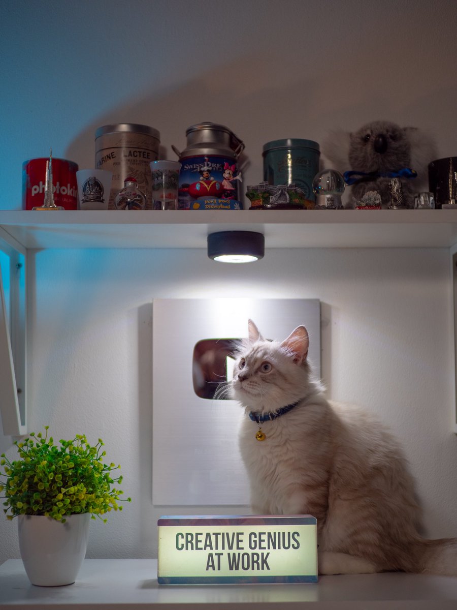 goenrock's tweet photo. Good meowning! https://t.co/XfEdWoJ3j8