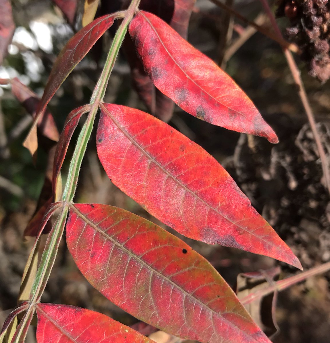 SeanAshWX's tweet photo. Finally looking AND feeling like fall. 40s, brisk wind, low clouds, and autumn color is 💯 in my book. Perfect way to wrap up a stay in Michigan City #INwx #HonestToGoodnessIndiana https://t.co/kNhUgK5JKo