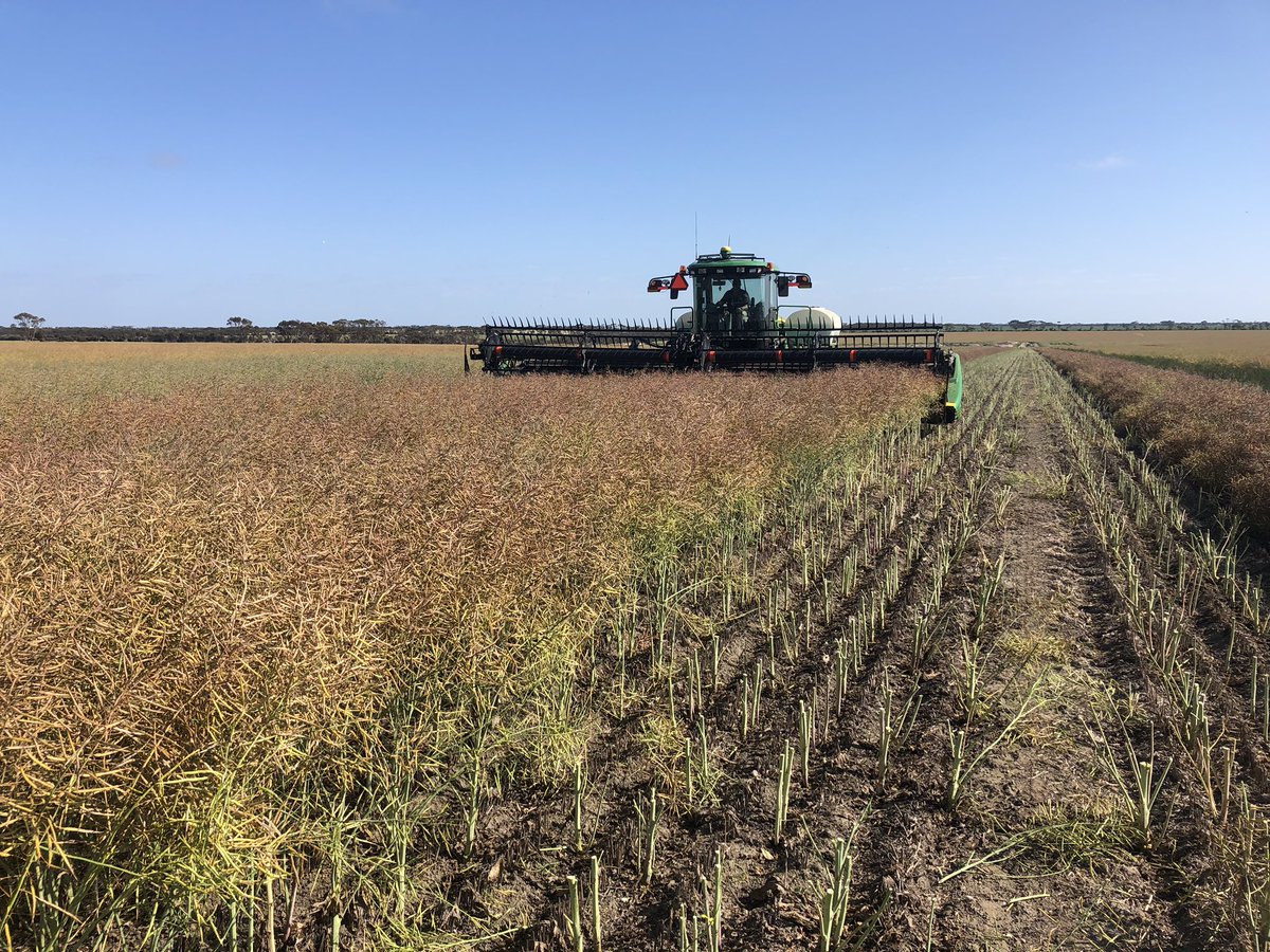 Swathing SEPWA canola trial 2nd timing today. 1st timing Monday 43y23, 404, 506. 2nd timing today IH51, dg408, 3000tr,44y27. Ready to cut next week. 5520. gt53,45y25