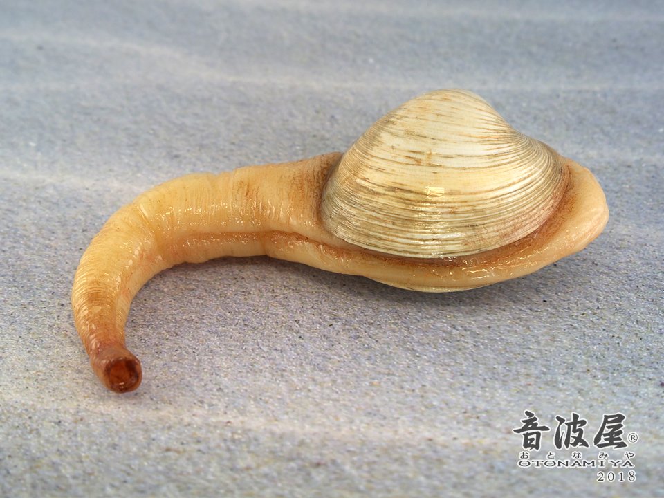 音波屋 おとなみや در توییتر ミル貝 Geoduck Clam 粘土細工 フギュア 食品サンプル Fakefood