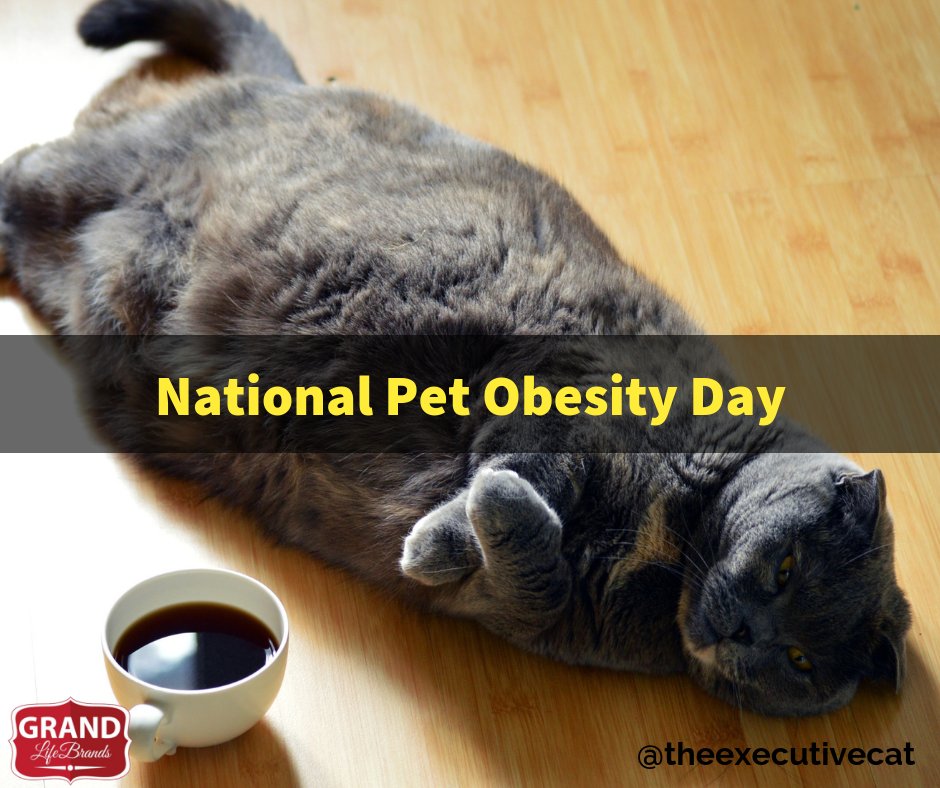 theexecutivecat's tweet photo. #PetObesityAwarenessDay #CatsOfTwitter Healthy eating and exercise is just as important for your pets as it is for you! Did you know an estimated 54% of dogs and cats in the United States are overweight or obese?🐱🐱🐱 https://t.co/0lvqH0elbr
