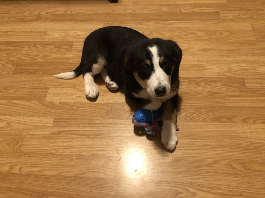 The first 4-legged addition to my farm!