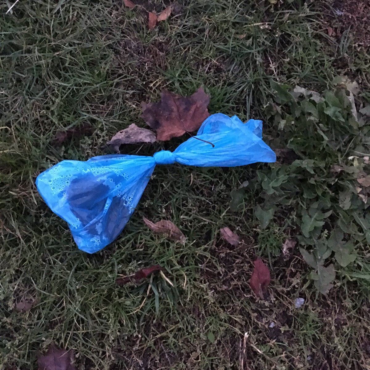 theborgblog's tweet photo. Dude - I appreciate you bagging your dog’s poop, but next time can you take it with you rather than leaving it on my lawn? #smallrequest https://t.co/SOzBuOmypL