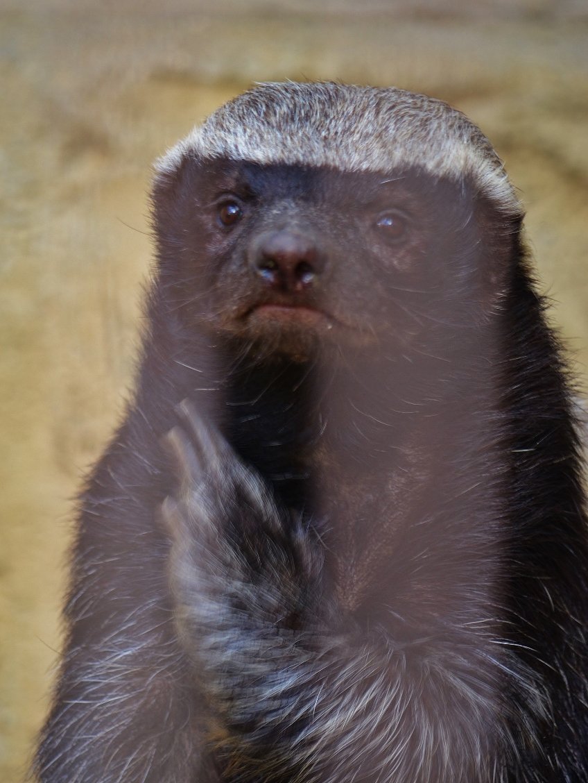 名古屋市東山動植物園 世界一怖いもの知らずの動物 ラーテル 背中の皮膚が頑丈でライオンの牙だってなんのその 日本で見られるのはここ東山だけ 東山動植物園 ラーテル 人気動物ベストテン