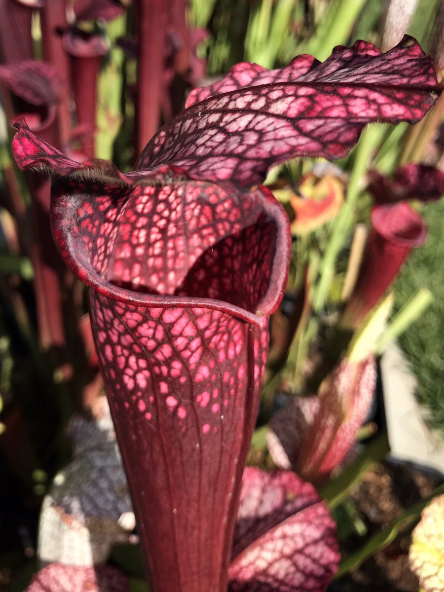 DirtyDivisions's tweet photo. Yesterday, #HurricaneMichael flattened most of my Sarracenia pitchers. Fortunately, I decided to put few in the garage and they are still looking fabulous!
.
.
.
#survivors #Sarracenia #naturephotography #tallahassee #florida #pitcherplant  #dirtydivisions #plants #carnivorous https://t.co/3HkG39TWdt